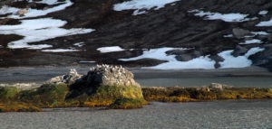 zeevogels rots Noorwegen fotografie zeilen zeilreis SeaWind Adventures
