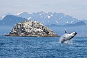 Noorwegen walvissen Lofoten Vesteralen Zeilreis