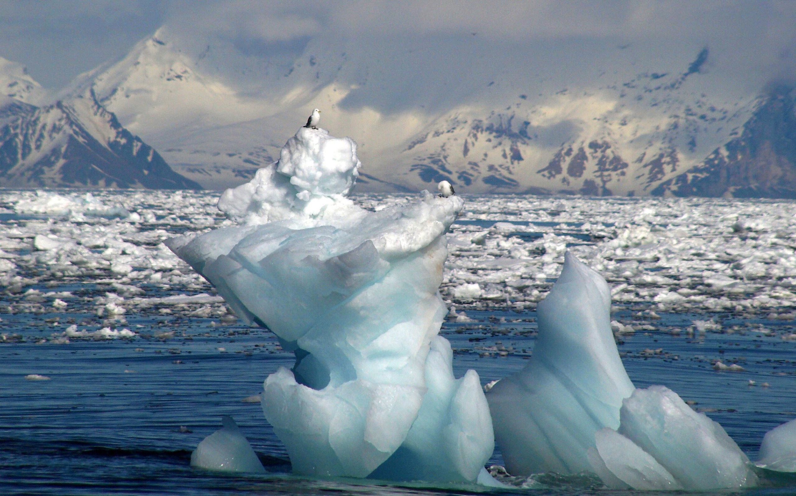 ijssculptuur zeevogels meeuwen Spitsbergen Svalbard vogels op ijsberg expeditie onderzoek SeaWind Adventures