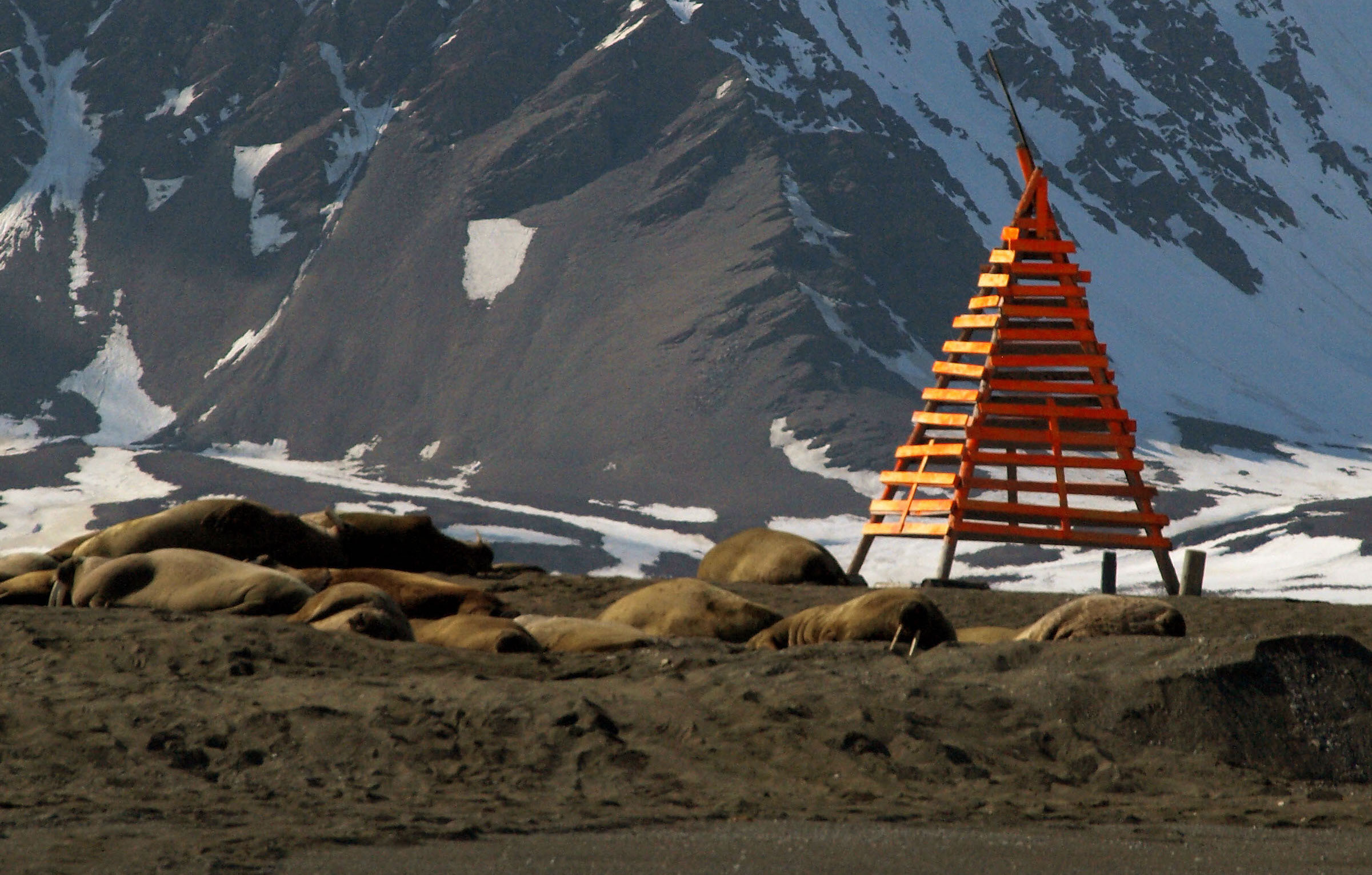 walrussen Spitsbergen Svaltbard Poolepynten Forlandsundet onderzoek expeditie walruspopulatie expeditieschip SeaWind Adventures